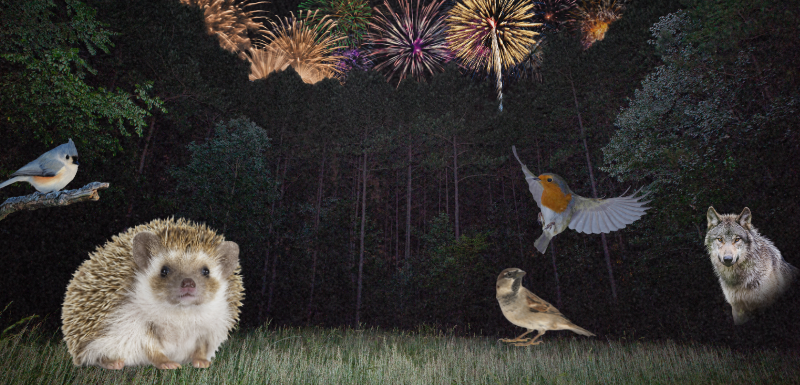 Böller und Raketen: Verschreckte Wildtiere verdeutlichen, wie dringend es ein Böllerverbot in Österreich braucht. 